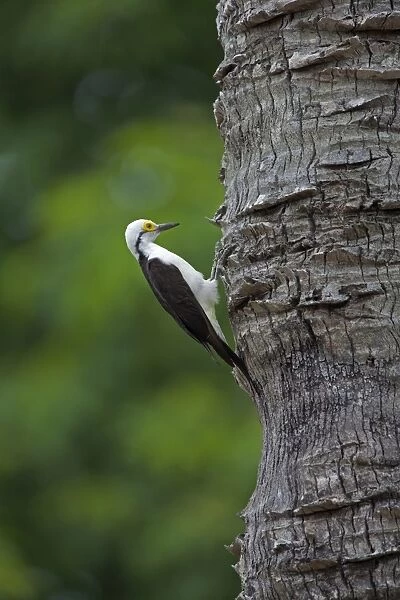 White Woodpecker (Melanerpes candidus) adult, clinging to tree trunk, Pantanal, Mato Grosso, Brazil