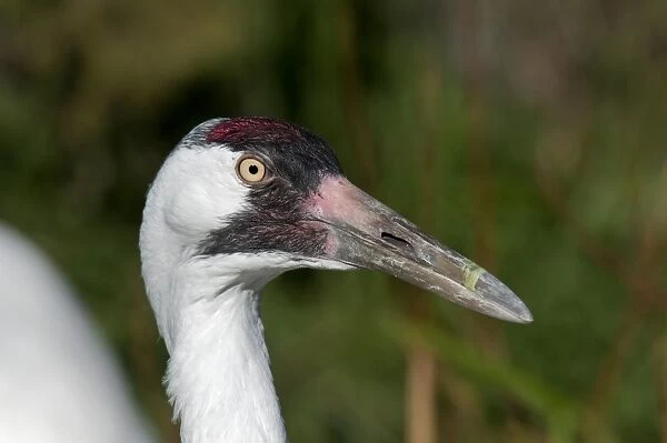 Whooping Crane (Grus americana) adult, close-up of head (captive)