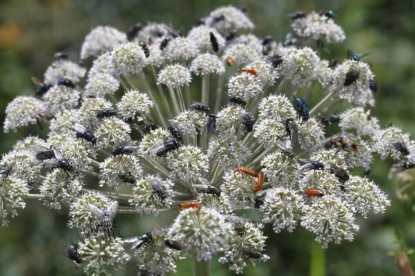 Wild Angelica (Angelica sylvestris) flowering, with feeding insects, mainly Flies (Diptera sp. ) and Soldier Beetles (Cantharis rustica), Powys, Wales, july