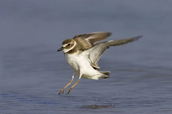 Wilson's Plover (Charadrius wilsonia) adult, in flight, taking off from water, Fort de Soto, Florida, U. S. A