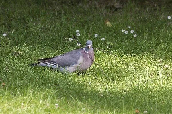 Wood Pigeon collecting nesting material