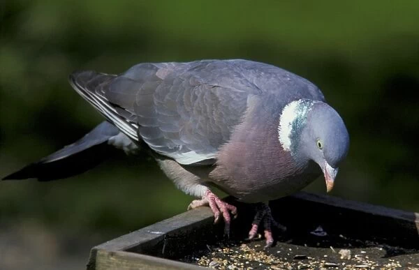 Wood Pigeon (Columba palumbus) adult, feeding at birdtable in garden, England