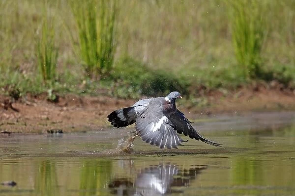 Wood Pigeon (Columba palumbus) adult, in flight, taking off from water, Warwickshire, England, July