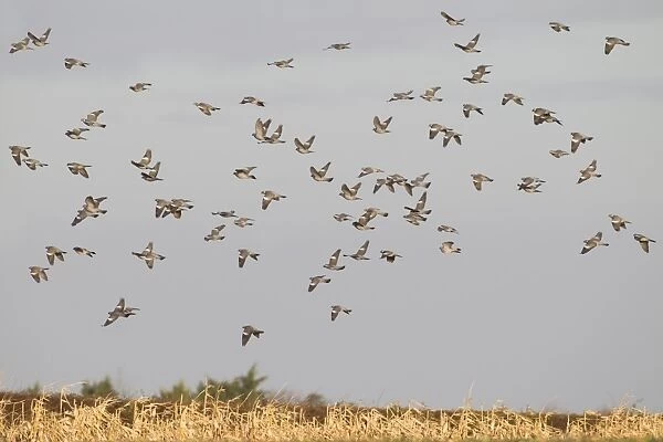 Wood Pigeon (Columba palumbus) flock, in flight over maize crop, Norfolk, England, January
