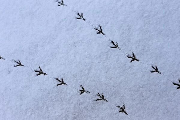 Wood Pigeon (Columba palumbus) footprints in snow, Norwich, Norfolk, England, March