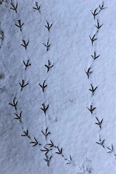 Wood Pigeon (Columba palumbus) footprints in snow, Norwich, Norfolk, England, March