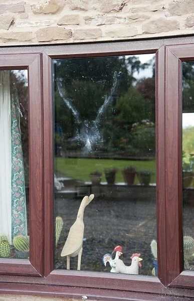 Wood Pigeon (Columba palumbus) powder down imprint on glass after collision with window, Bouldon, Shropshire, England, september