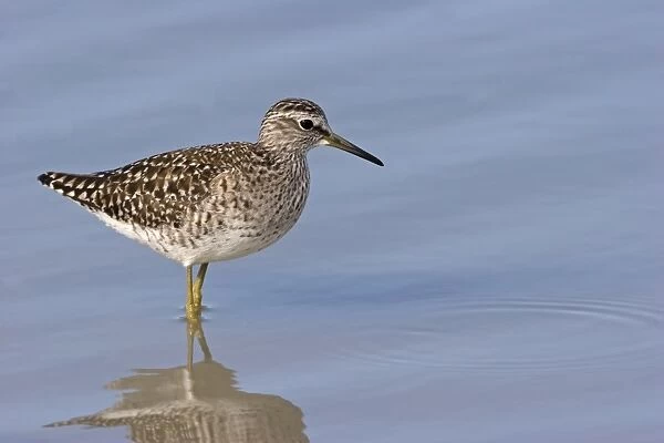 Wood Sandpiper (Tringa glareola) adult, summer plumage, standing in shallow water, Kos, Dodecanese, Aegean, Greece, May