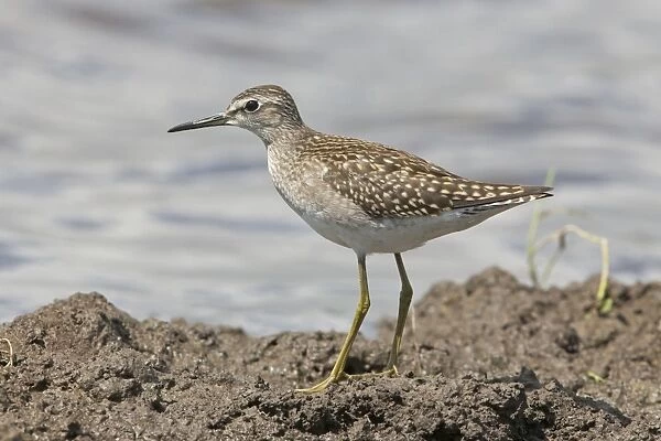 Wood Sandpiper (Tringa glareola) adult, standing on mud at edge of water, Suffolk, England, August