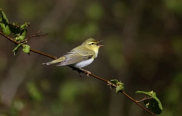 Wood Warbler (Phylloscopus sibilatrix) adult, singing, perched on twig, Warwickshire, England, April