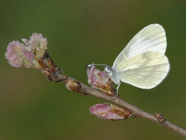 Wood White (Leptidea sinapis) adult, roosting on Turkey Oak (Quercus cerris) early opening leaf buds, Southern Greece, april