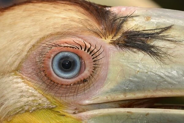 Wreathed Hornbill (Rhyticeros undulatus) juvenile, close-up of eye, rescued bird, Bali, Lesser Sunda Islands