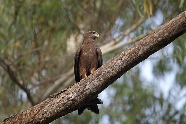 Yellow-billed Kite (Milvus aegyptius) adult, perched on branch, Gambia, march