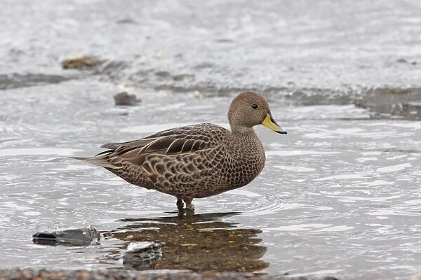Yellow-billed Pintail (Anas georgica georgica) nominate subspecies, adult, standing in shallow water, Grytviken