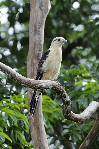 Yellow-headed Caracara (Milvago chimachima) adult, perched on branch, Rupununi, Guyana