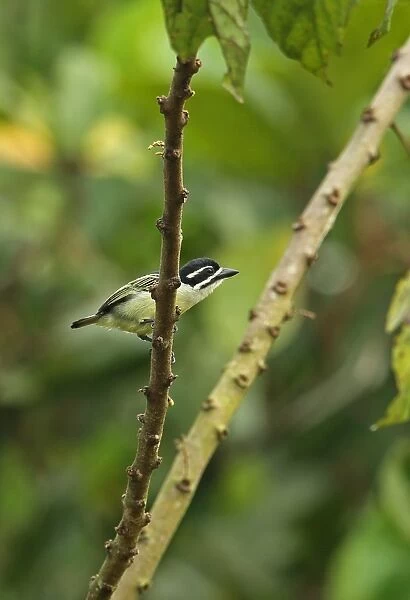 Yellow-rumped Tinkerbird (Pogoniulus bilineatus leucolaimus) adult, perched on branch, Stingless-bee Road, Ghana