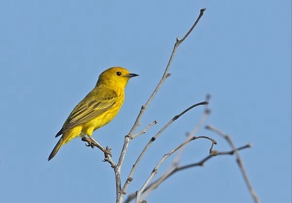 Yellow Warbler (Dendroica petechia eoa) adult male, with overgrown beak tips crossing, perched on bare bush