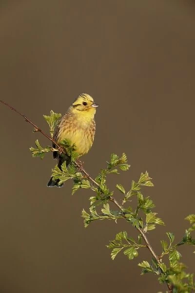 Yellowhammer (Emberiza citrinella) adult male, breeding plumage, perched on twig in hedgerow, Warwickshire, England