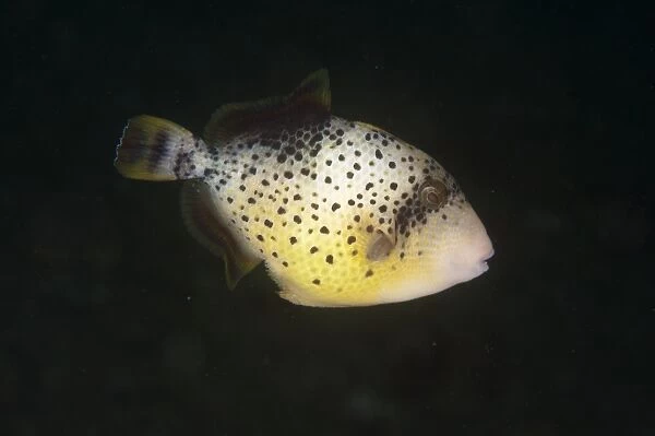 Yellowmargin Triggerfish (Pseudobalistes flavimarginatus) subadult, swimming, Ambon Island, Maluku Islands, Banda Sea, Indonesia