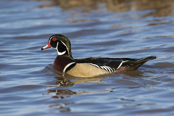 00715-09006 Wood Duck (Aix sponsa) male in wetland, Marion Co. IL