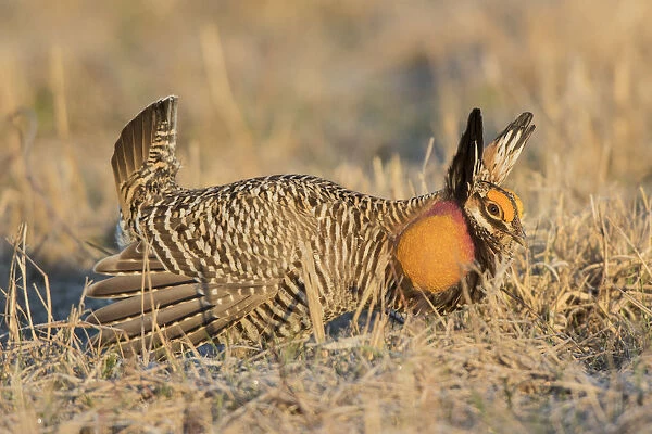 00842-05001 Greater Prairie-Chicken (Tympanuchus cupido) male displaying  /  booming