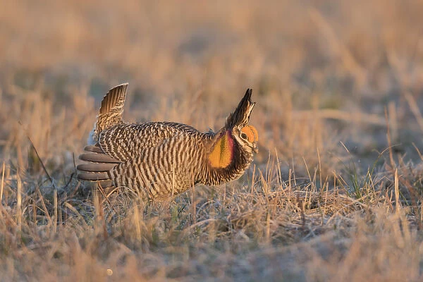 00842-05010 Greater Prairie-Chicken (Tympanuchus cupido) male displaying  /  booming