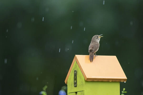 01324-01412 House Wren (Troglodytes aedon) male singing in the rain on nest box. Marion Co