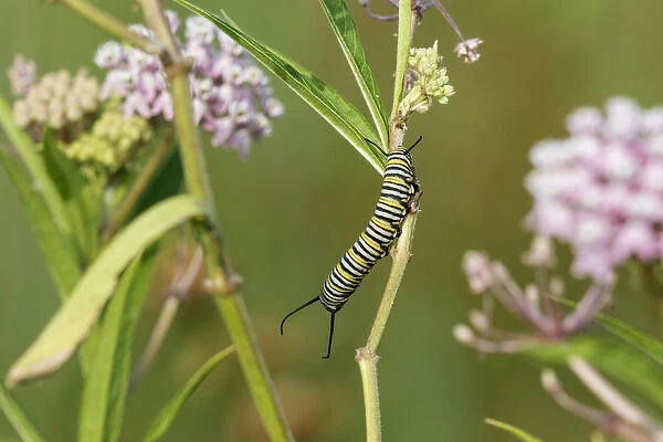 03536-06003 Monarch (Danaus plexippus) caterpillar on Swamp Milkweed (Asclepias incarnata)