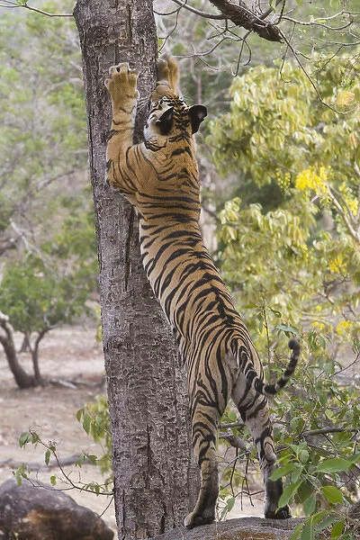 17 months old Bengal tiger cub scratch marking tree, early morning, dry season