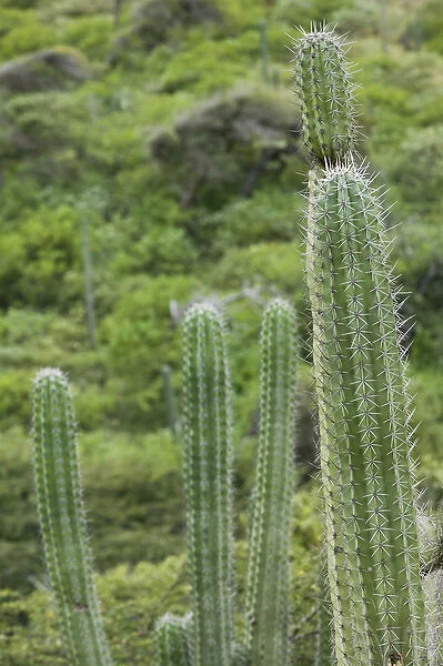 ABC Islands - ARUBA - Arikok National Wildlife Park: Cactus