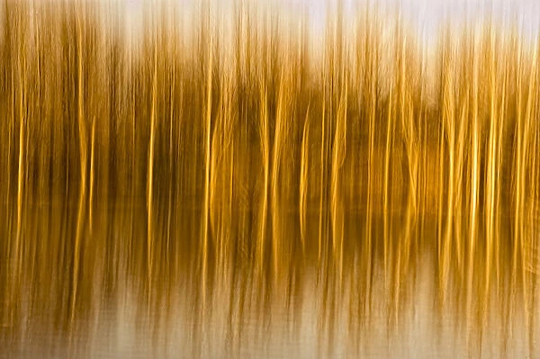 Abstract, in-camera blurs of trees and reflections in water