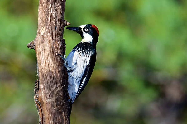 The acorn woodpecker female (Melanerpes formicivorus) searching for food