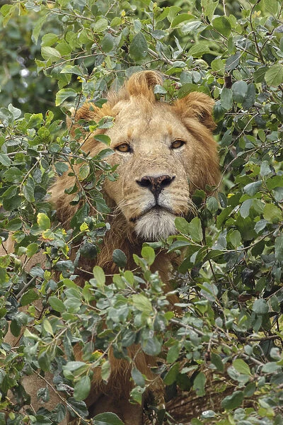 Adult male, lion, Serengeti National Park, Tanzania, Africa