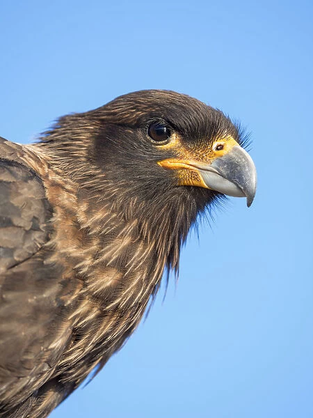 Adult with typical yellow skin in face. Striated Caracara or Johnny Rook, protected