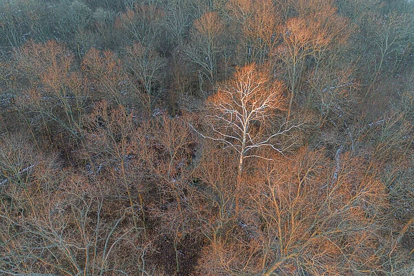 Aerial view of lone Sycamore tree in winter woods, Marion County, Illinois