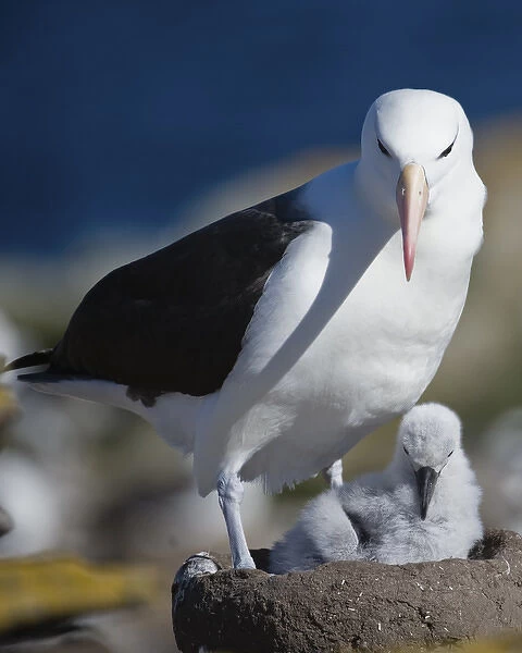 Afalkland Islands, Albatross, chick