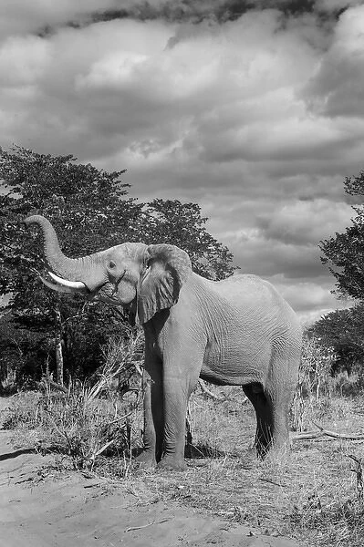 Africa, Botswana, Chobe National Park, Elephant (Loxodonta africana) raises trunk