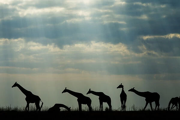 Africa, Botswana, Chobe National Park, Silhouette of herd of Giraffes (Giraffa camelopardalis)