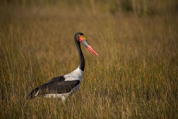 Africa, Botswana, Moremi Game Reserve. Close-up of saddle-billed stork. Credit as