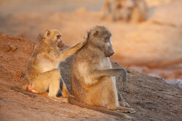 Africa, Botswana, Senyati Safari Camp. Two grooming baboons