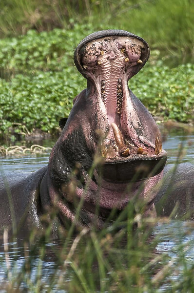 Africa, Hippo