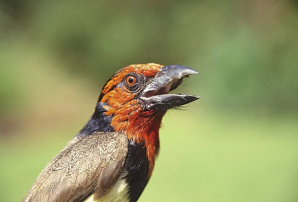 Africa, Kenya. Close-up of black-collared barbet bird calling