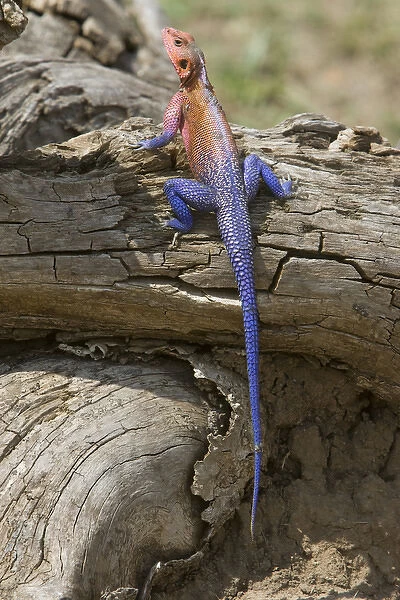 Africa, Kenya. Colorful African lizard on log