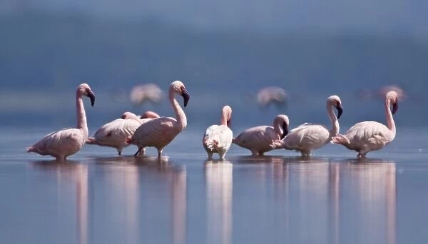 Africa. Kenya. Lesser Flamingo reflections at Lake Nakuru NP
