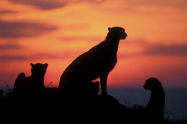 Africa, Kenya, Masai Mara Game Reserve, Adult Female Cheetah (Acinonyx jubatas) silhouetted