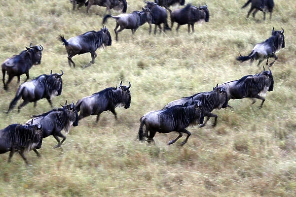 Africa, Kenya, Masai Mara. Wildebeest migration in the Msai Mara