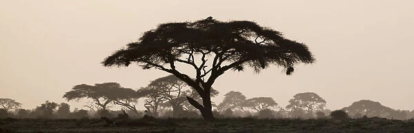 Africa, Kenya, Msai Mara National Reserve. Silhouette of umbrella thorn acacia tree at sunset