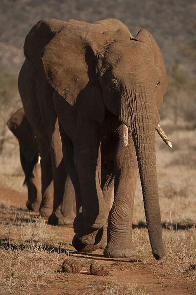 Africa, Kenya, Samburu Game Reserve, African elephant, Loxodonta africana, walking in line