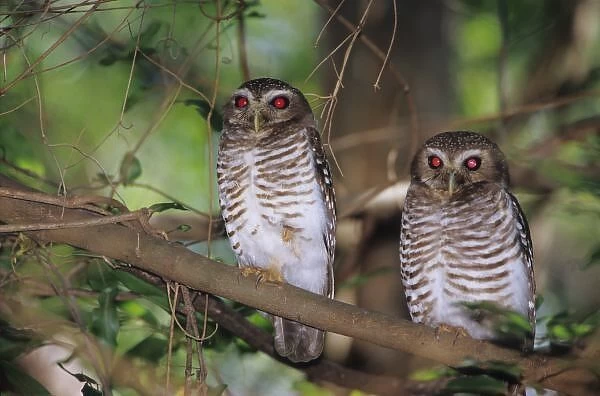Africa, Madagascar, Reserve of Berenty. A couple of white browed owls, Ninox superciliaris