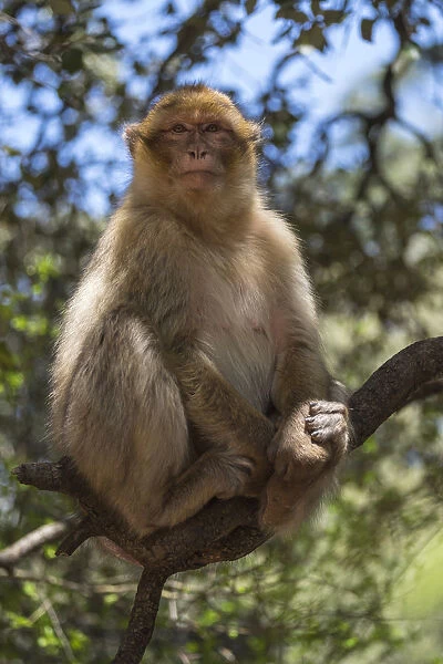 Africa, Morocco, Barbary Apes, or Macaques, in the High Atlas Mountains